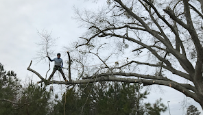 Tree Service Raleigh